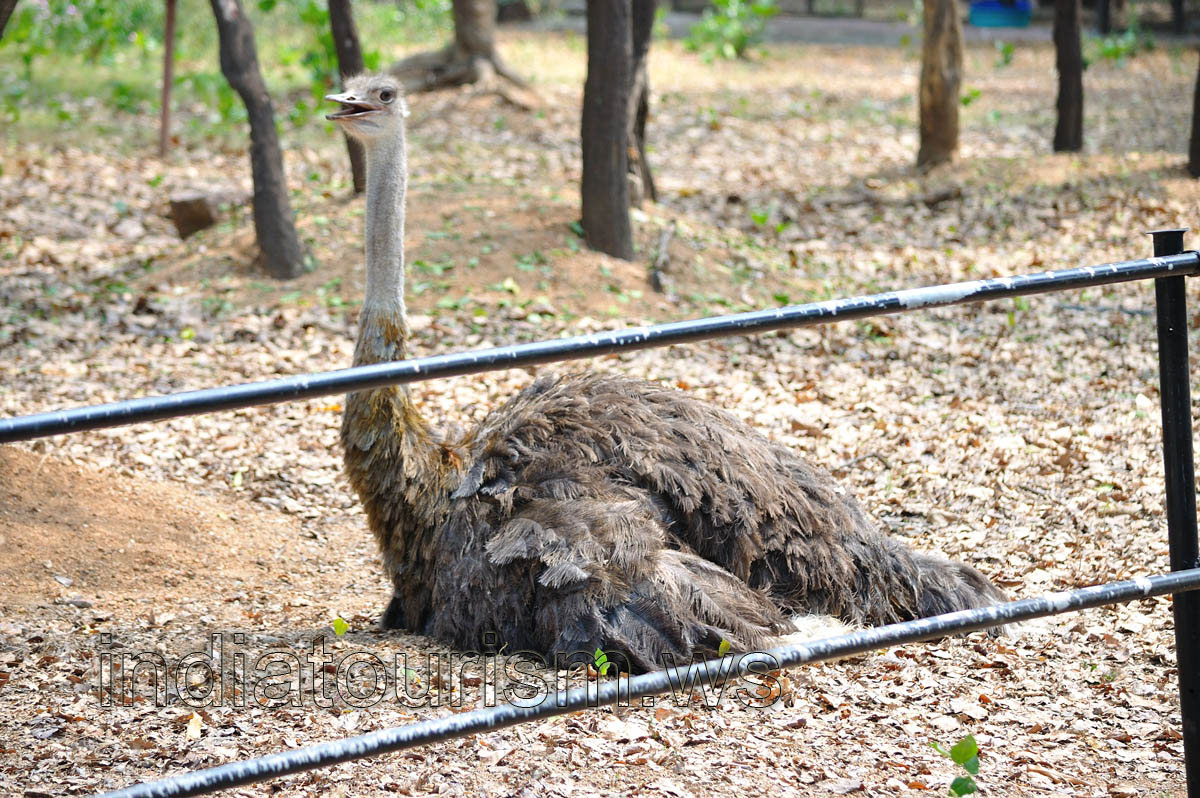 Female ostrich