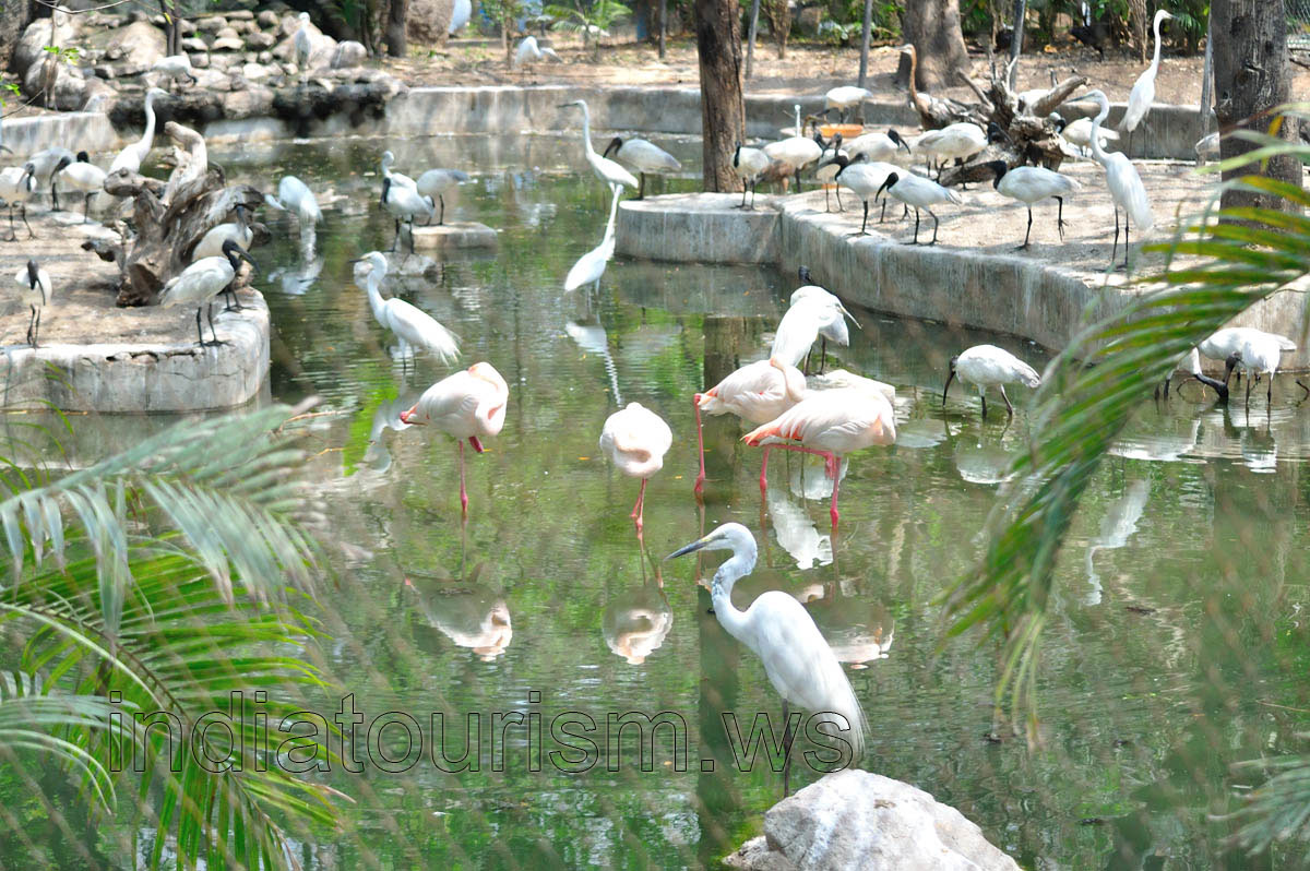 Flamingo