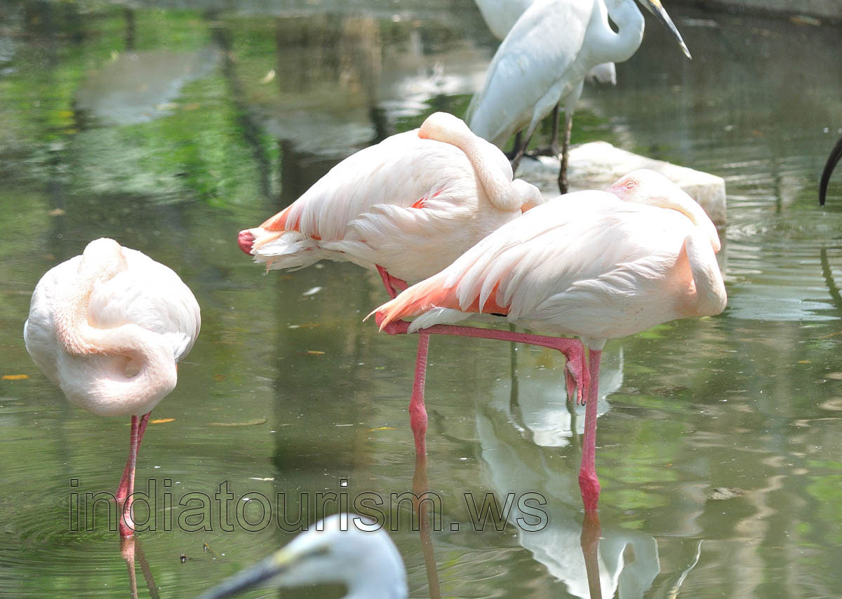 Flamingos sleep standing on one leg