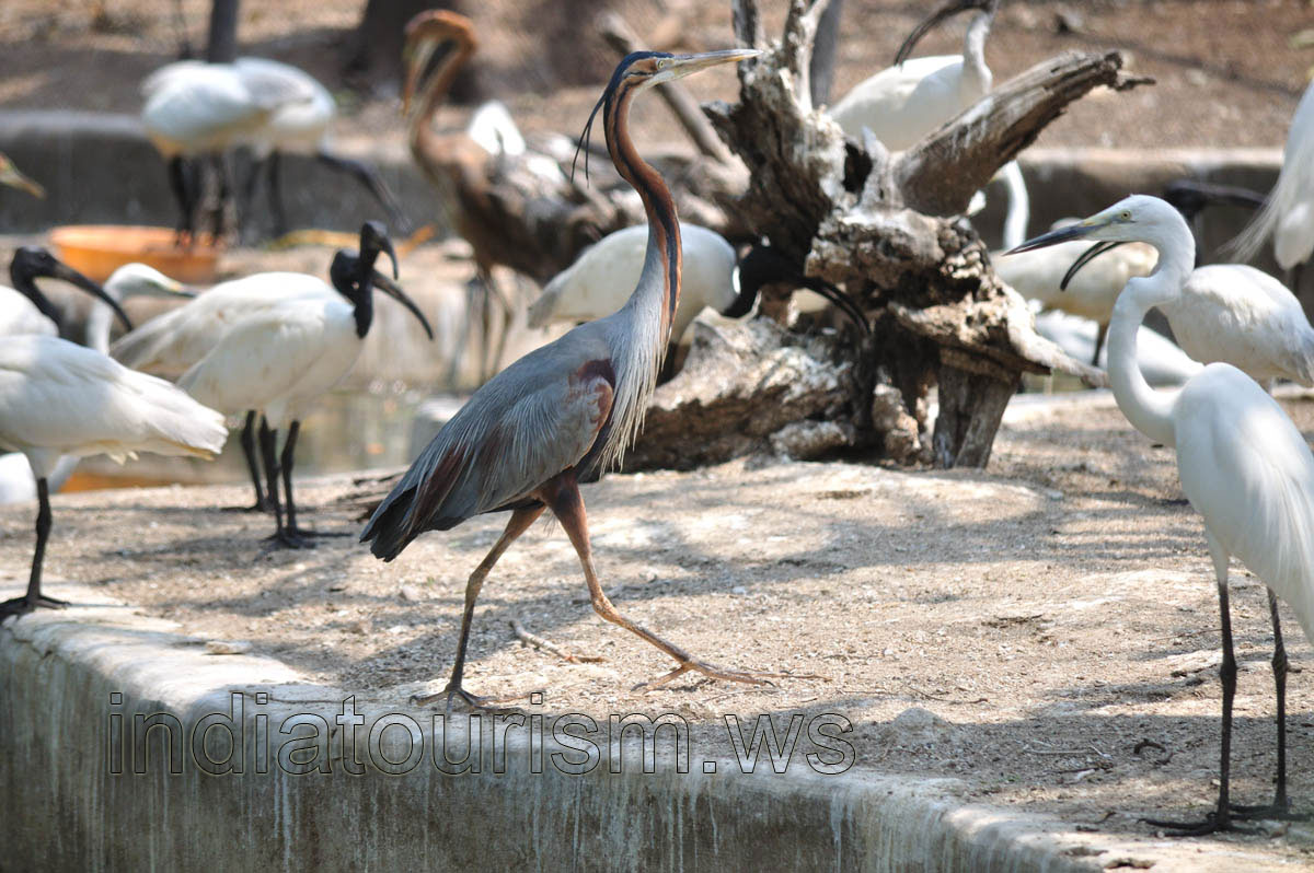 Giant Heron