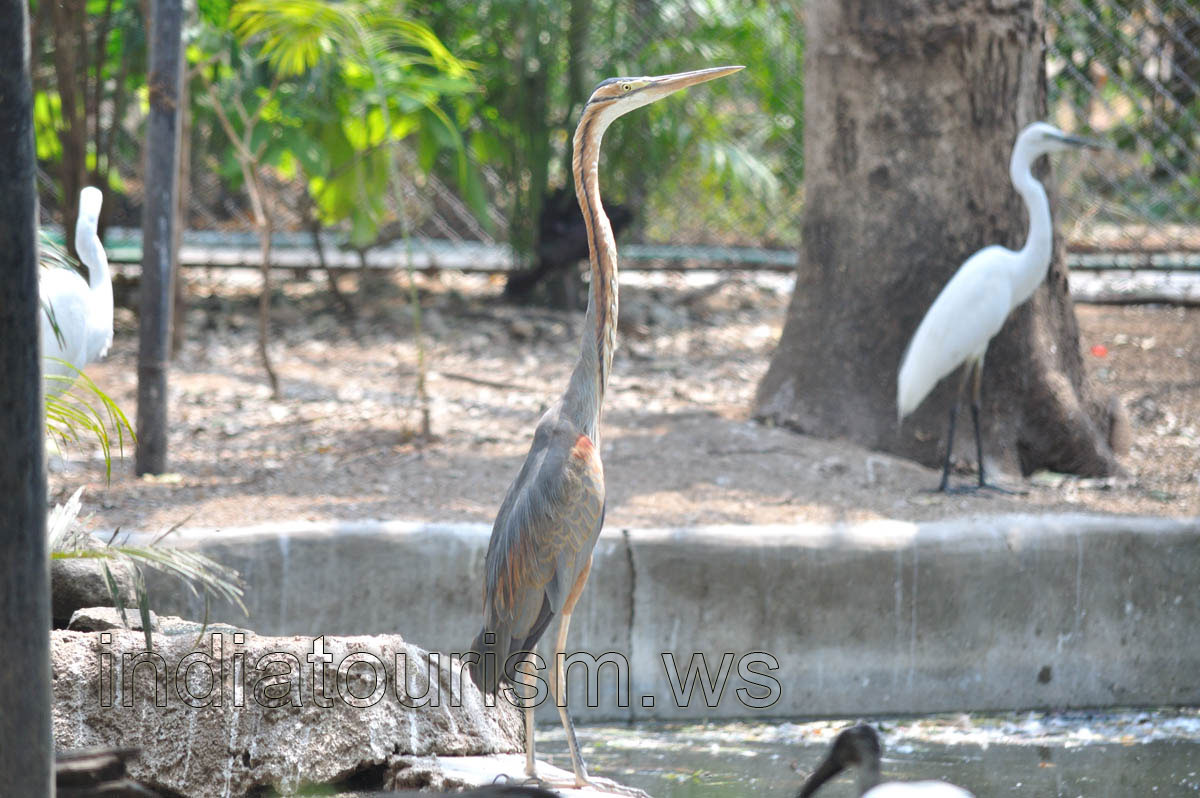 Black-headed heron