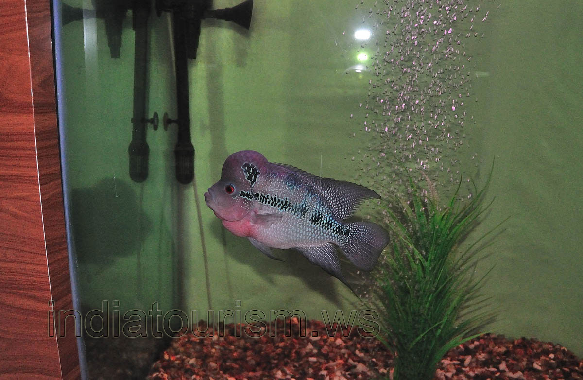 Flower horn fish
