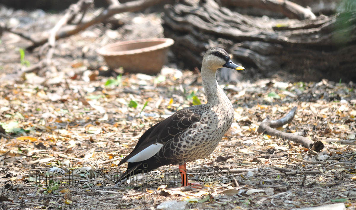 Spot-billed Duck