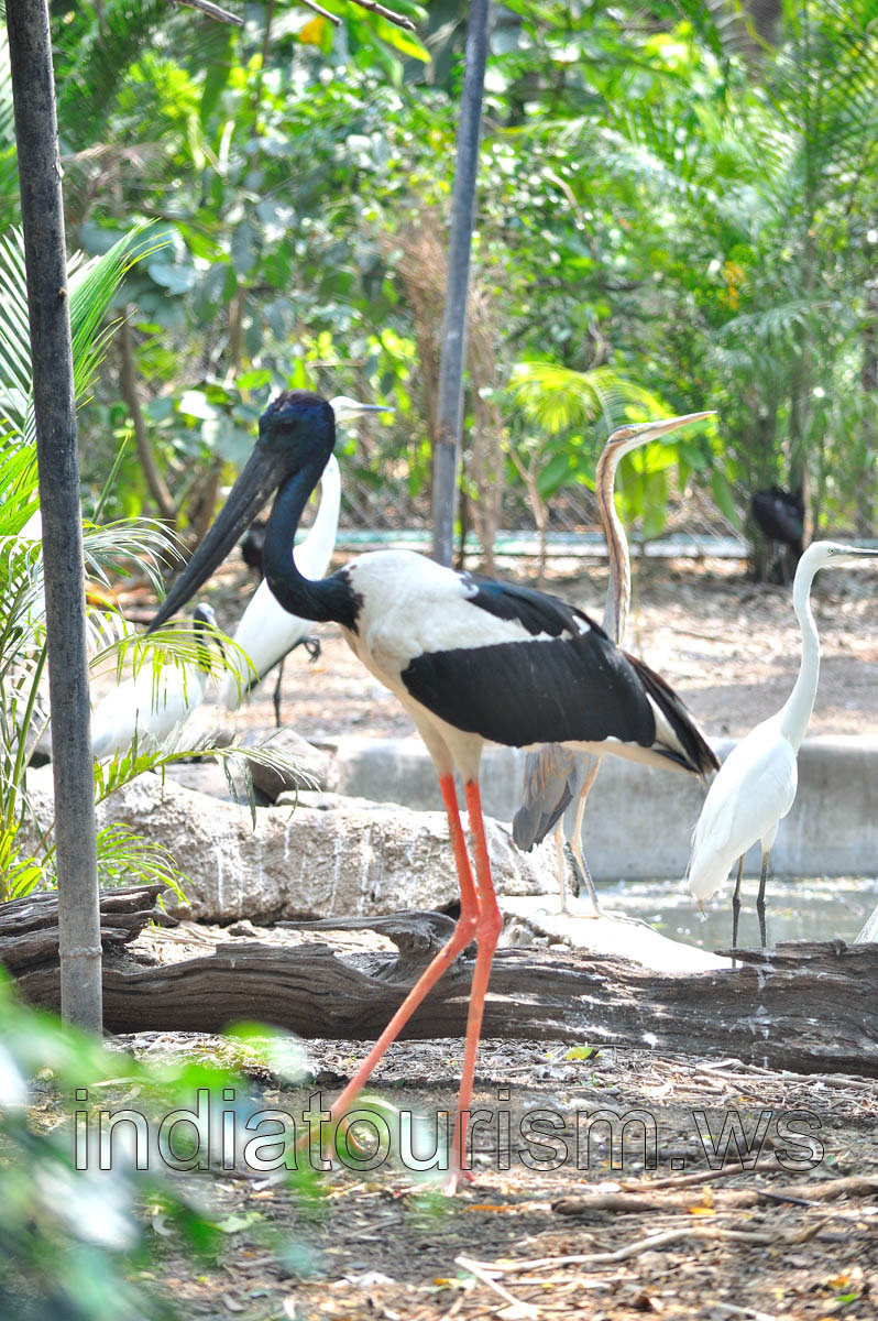 Black Necked Stork and Egret