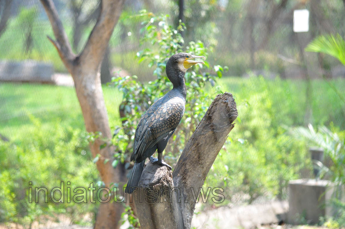 Black bird with yellow wide beak