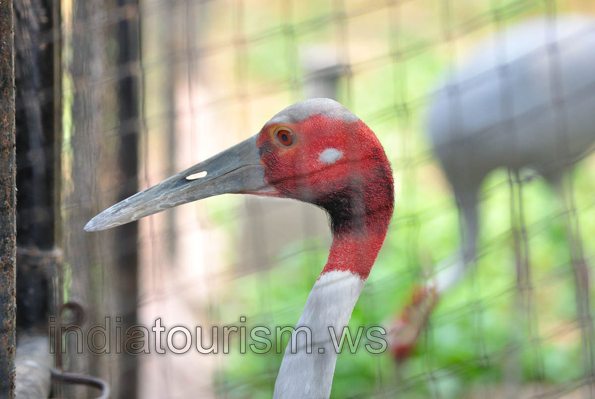 The head of the Sarus Crane bird