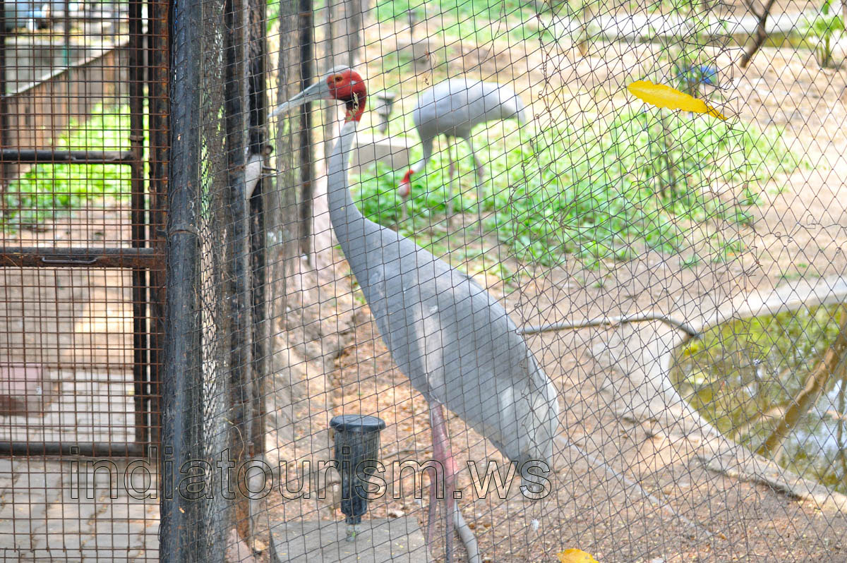 Sarus Crane