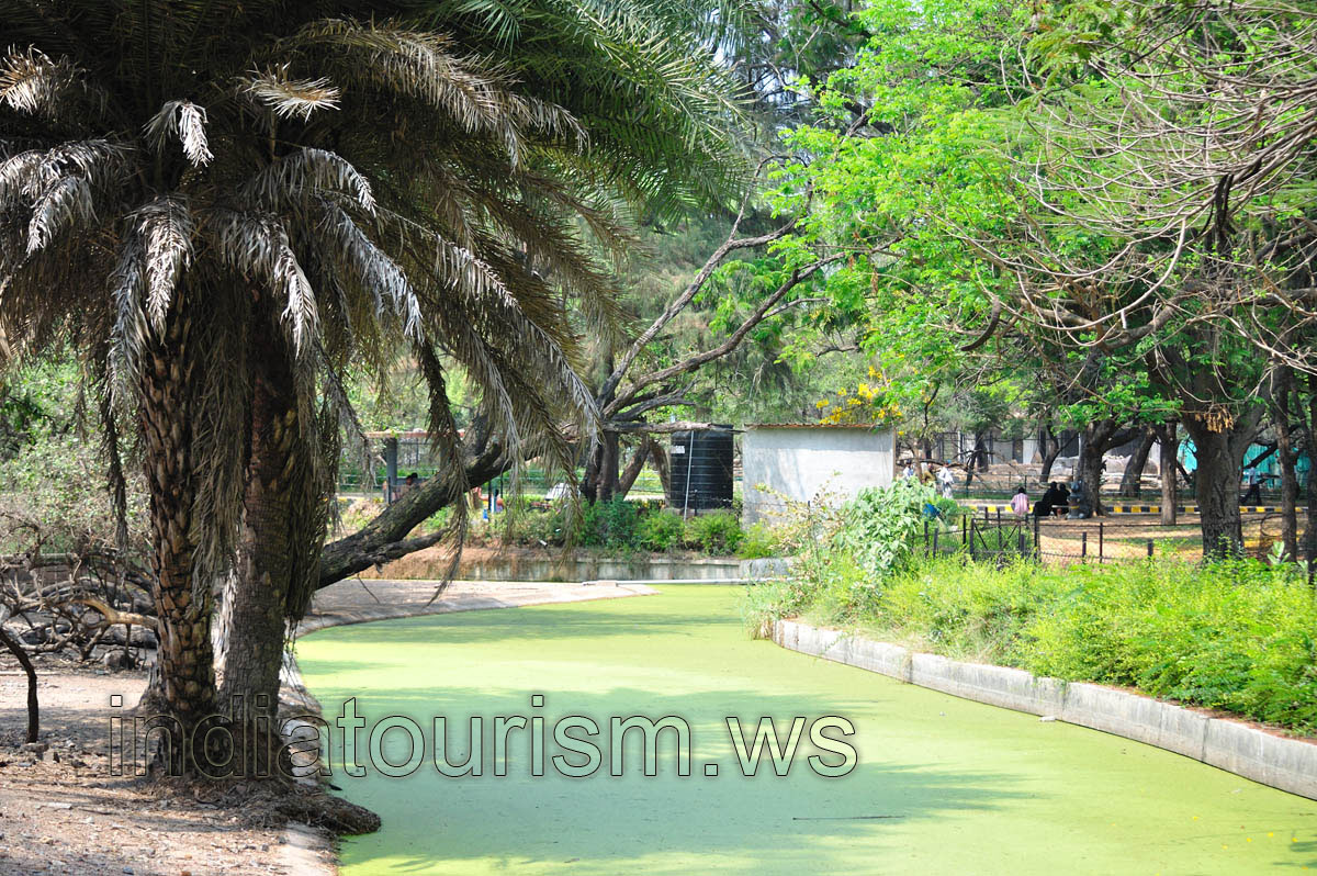 Small lake covered with algae