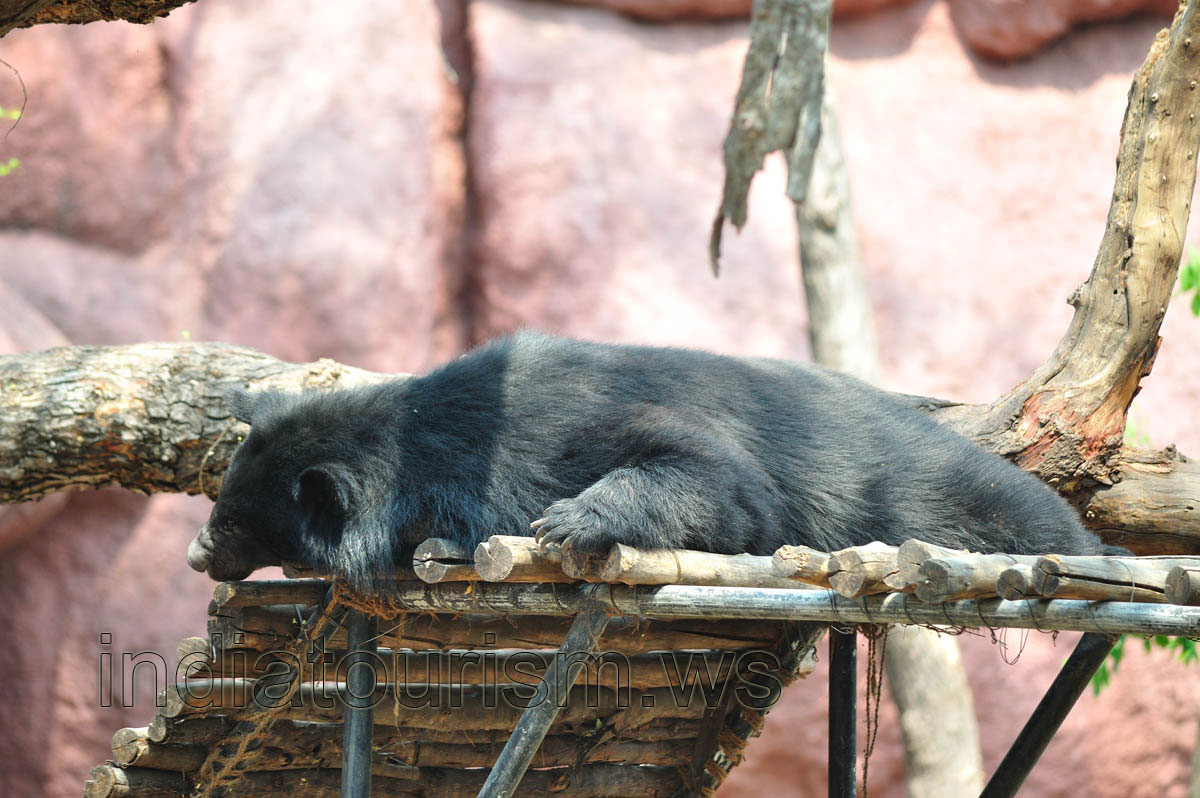 Himalayan Black Bear sleeps