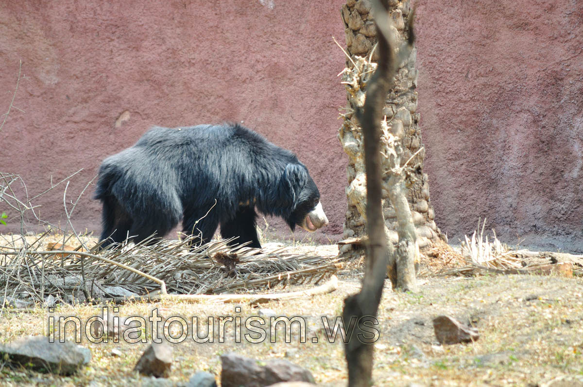 Himalayan Black Bear