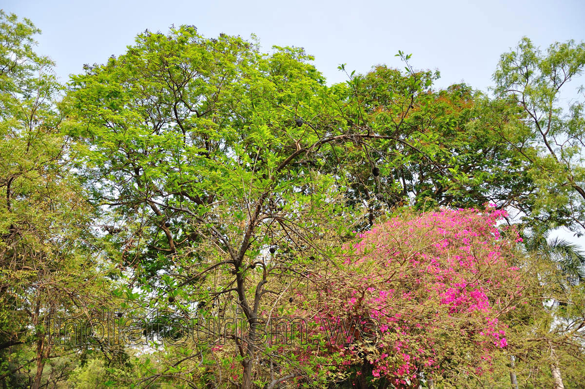 Leafless tree with black fruits