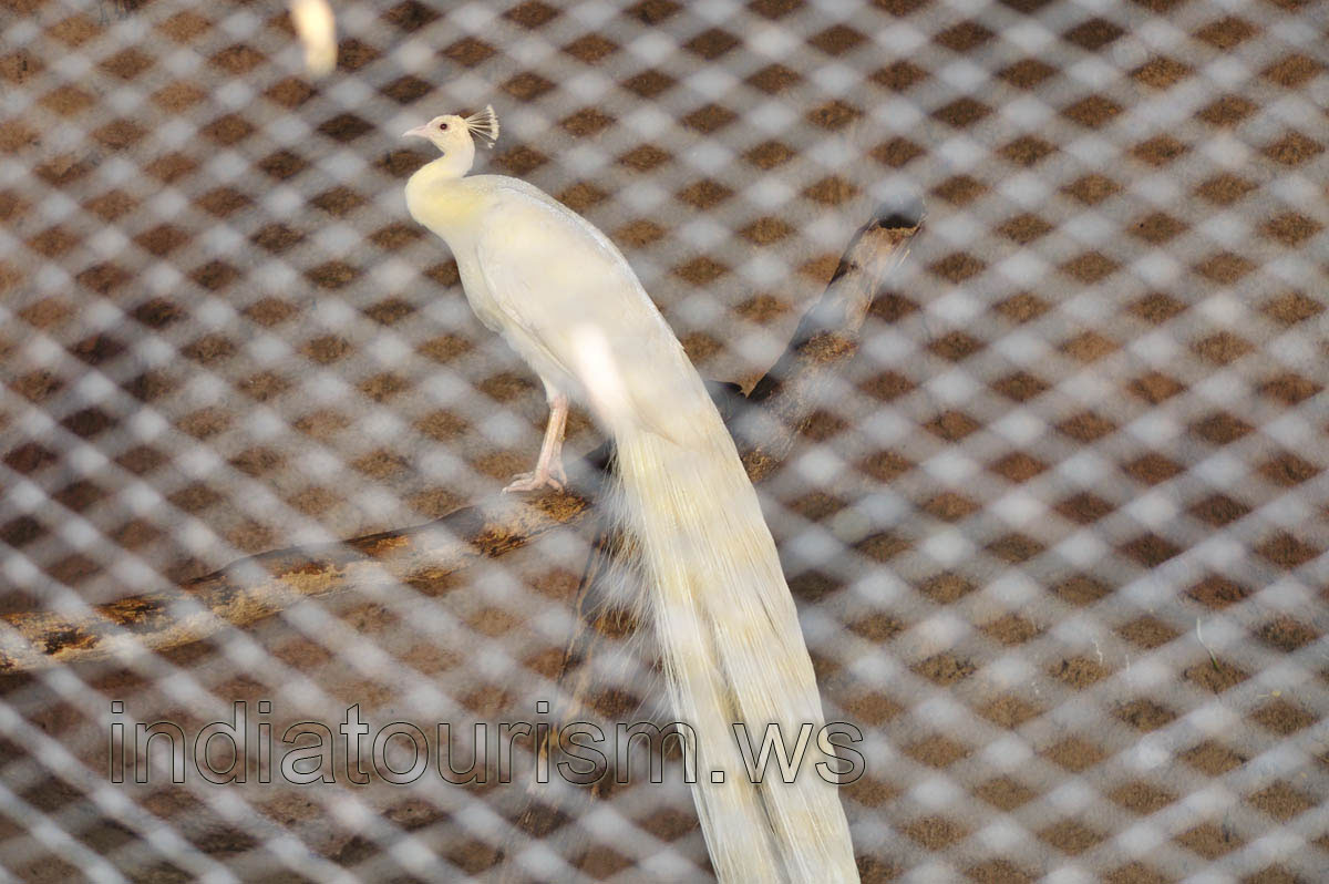 White Peafowl