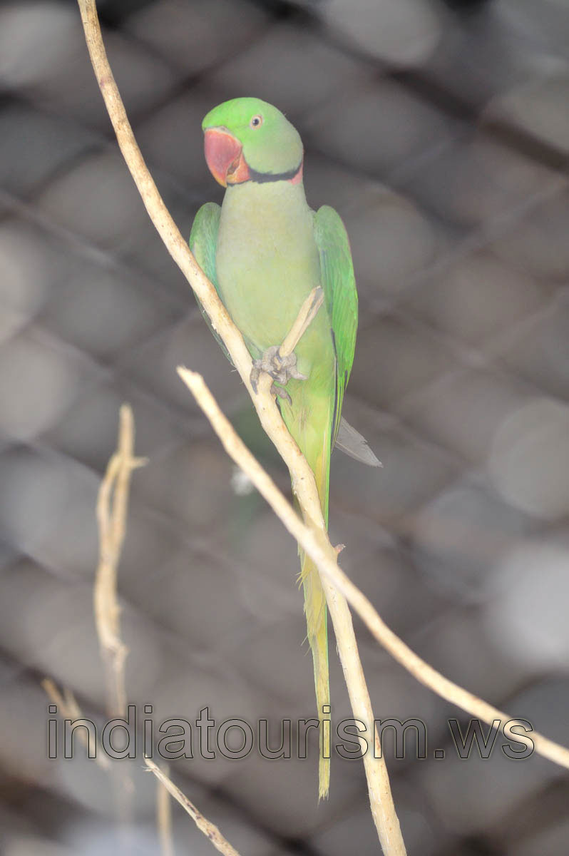Rose-ringed Parakeet