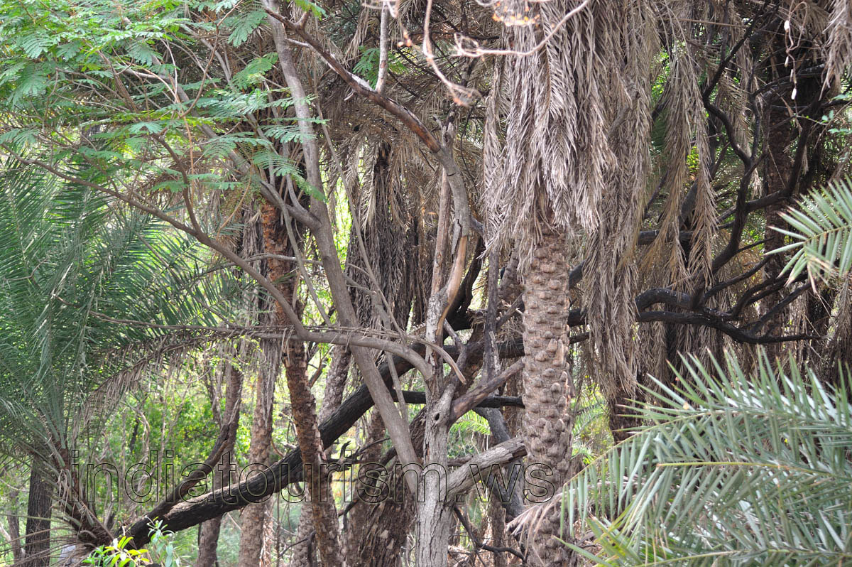 Thicket