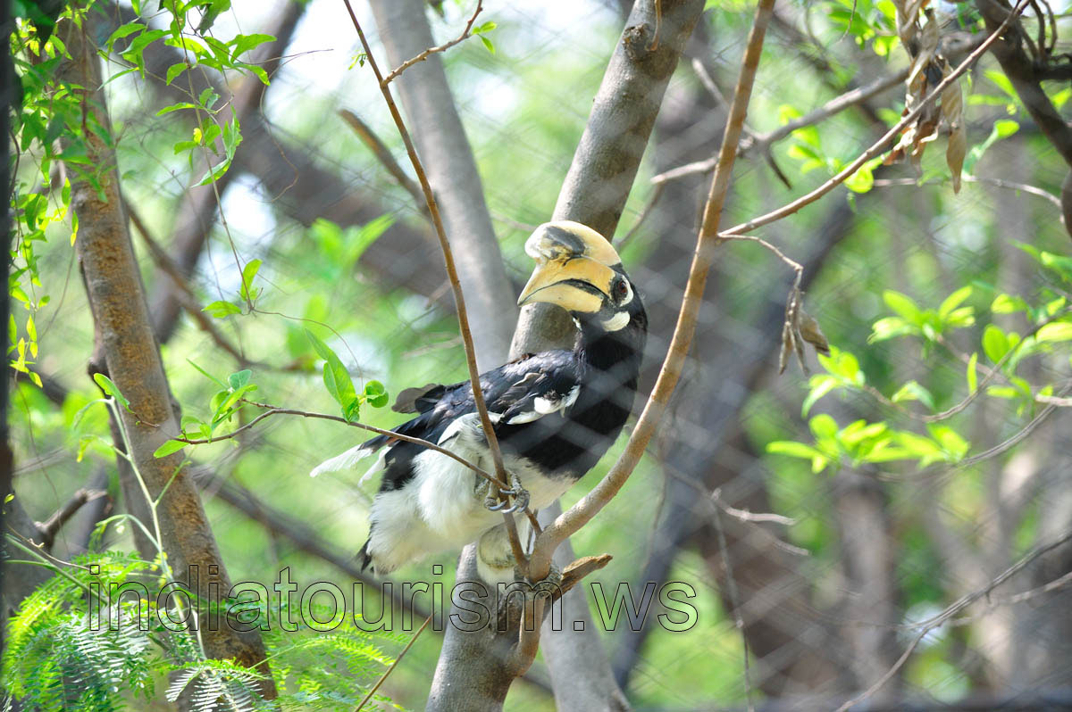 Oriental Pied Hornbill
