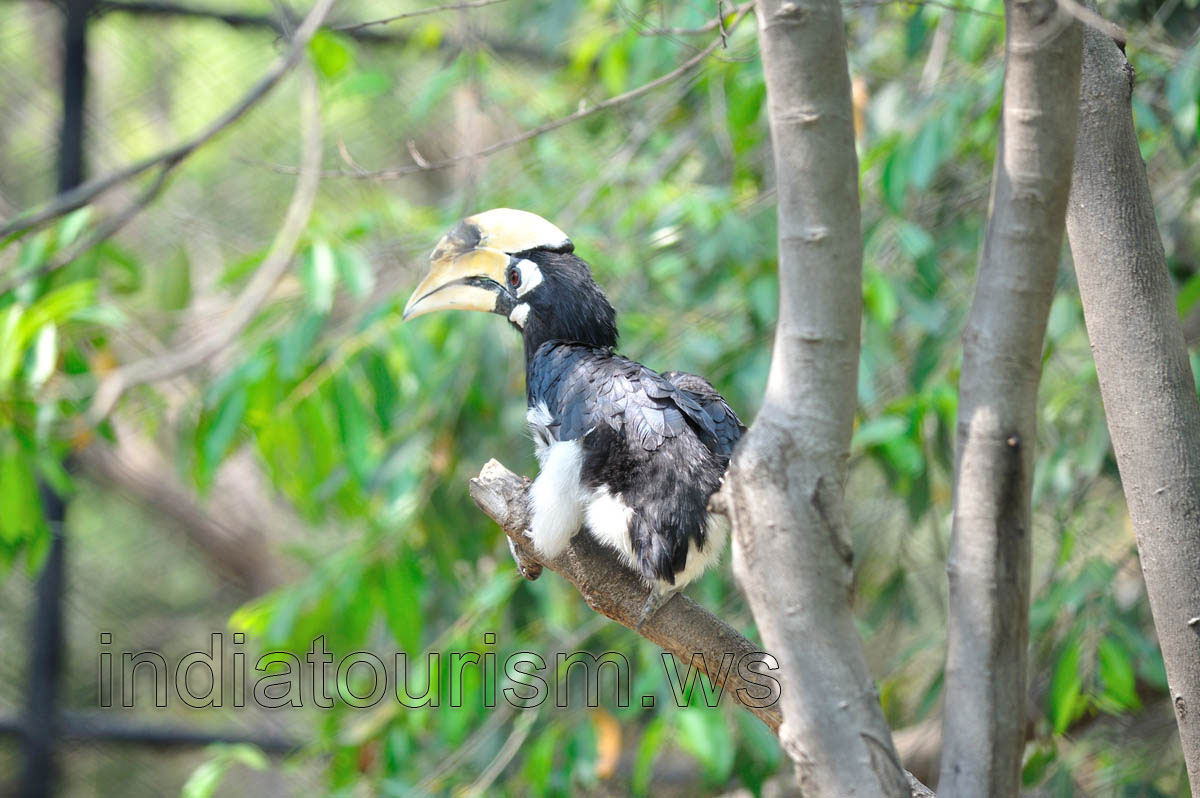 Pied Hornbill sits on a branch