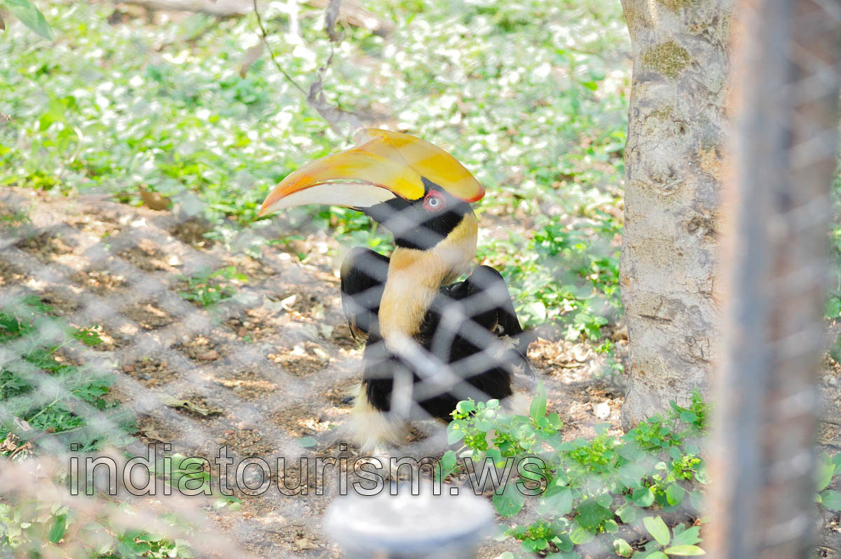 Great Indian Hornbill