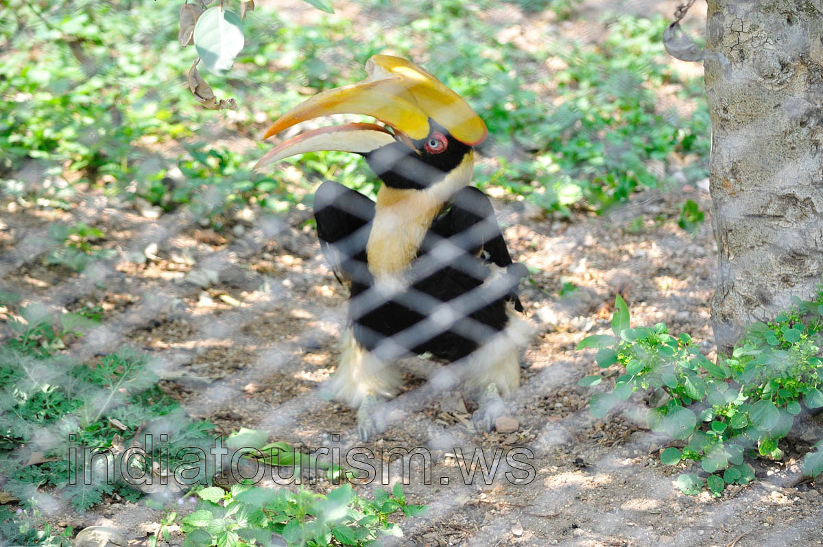 Great Indian Hornbill with open beak