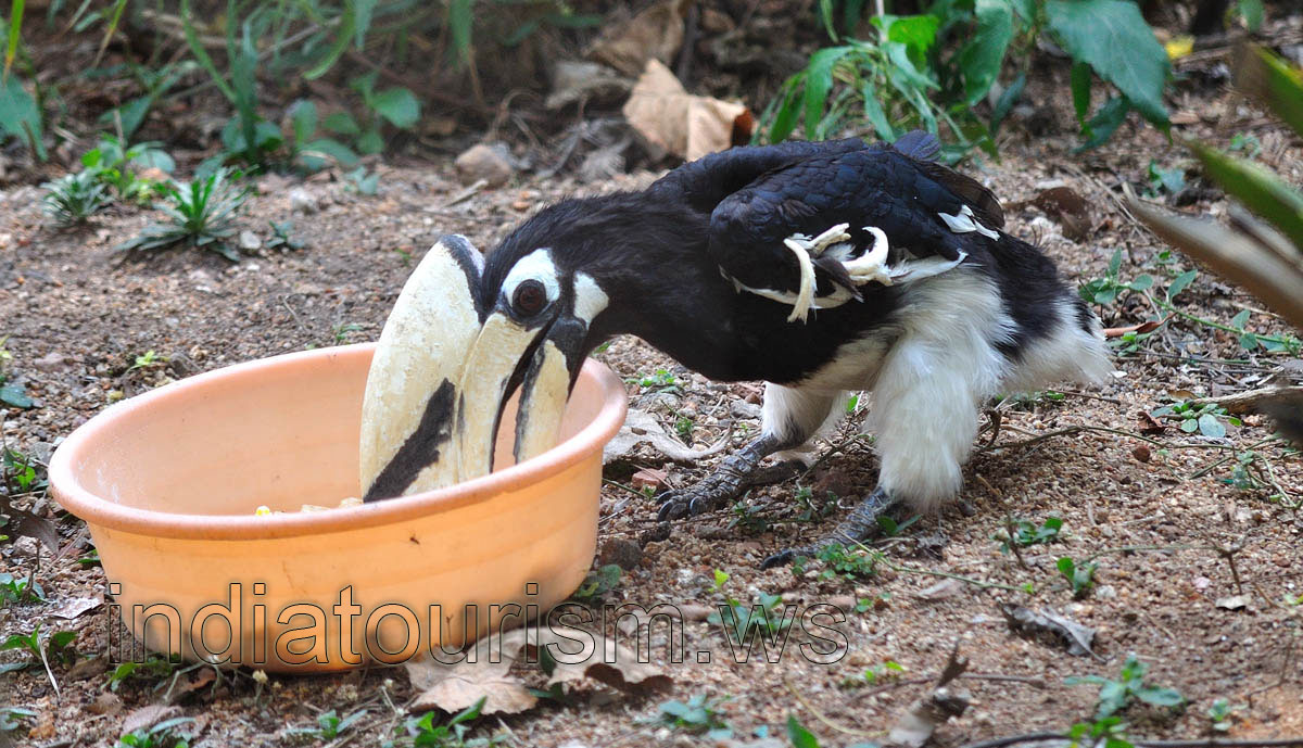 Pied Hornbill eats from a bowl