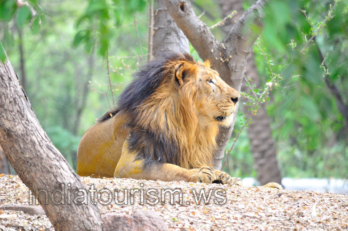 Lion