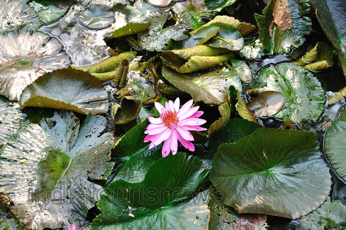 Water lily in bloom