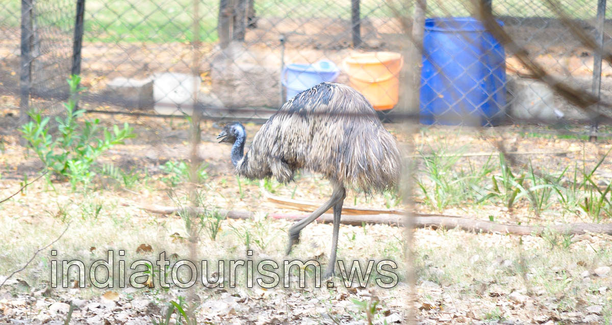 Emu