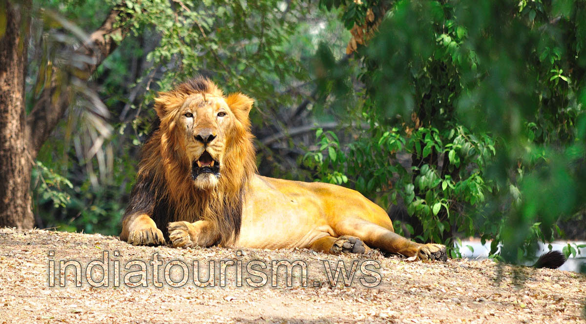 Lion looks at me