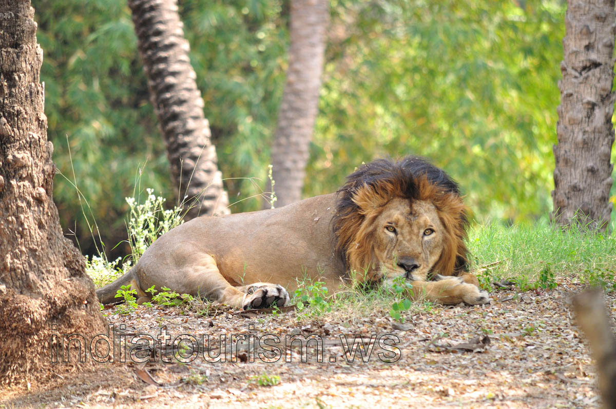 Lion with black-and-orange mane