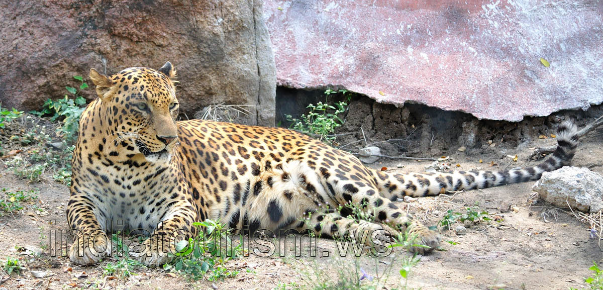 Leopard