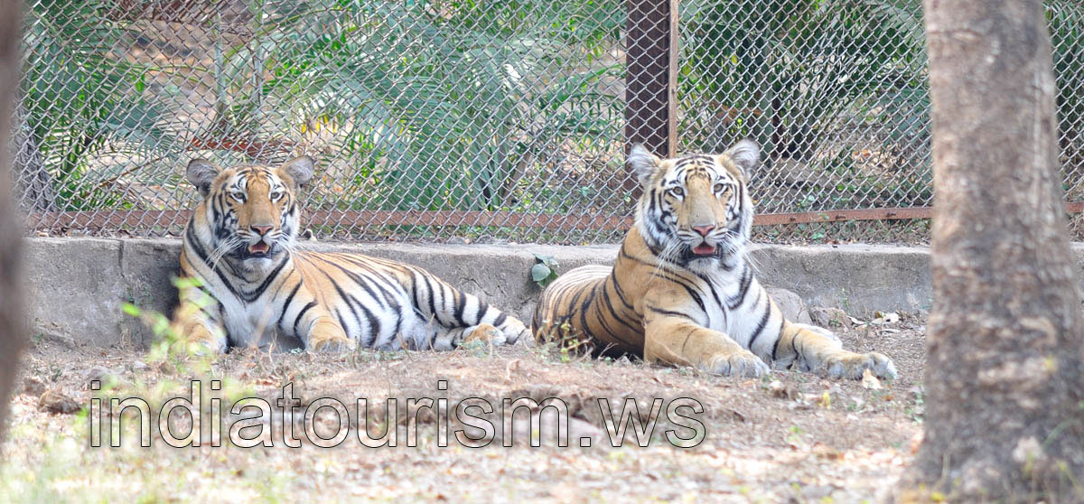 Two tigers