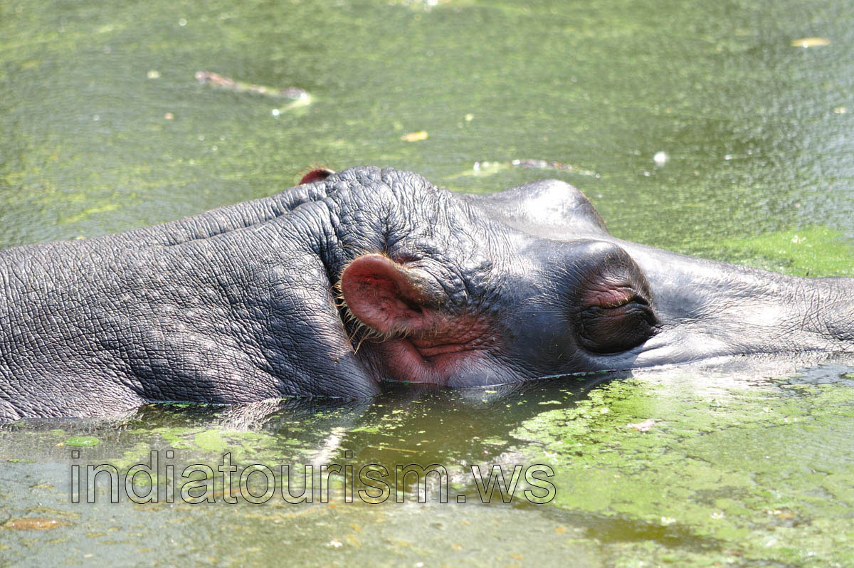 The head of the hippopotamus