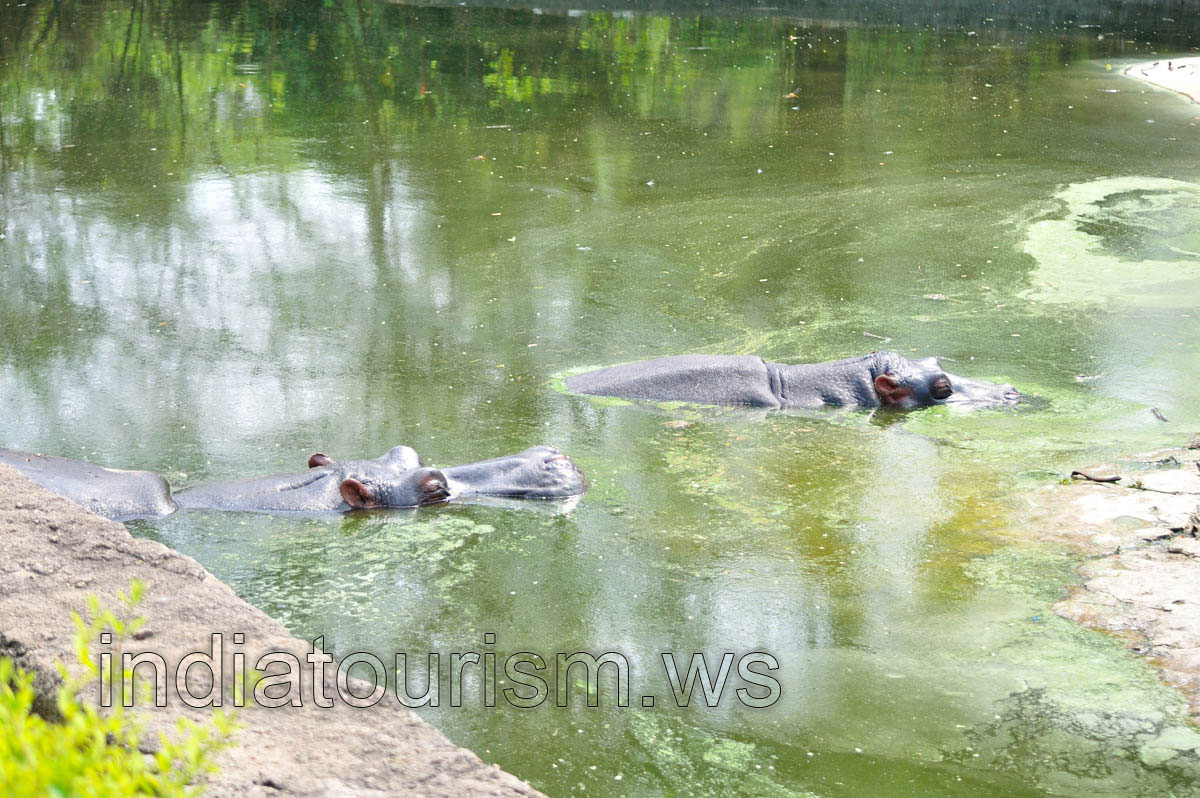 Two hippopotamuses