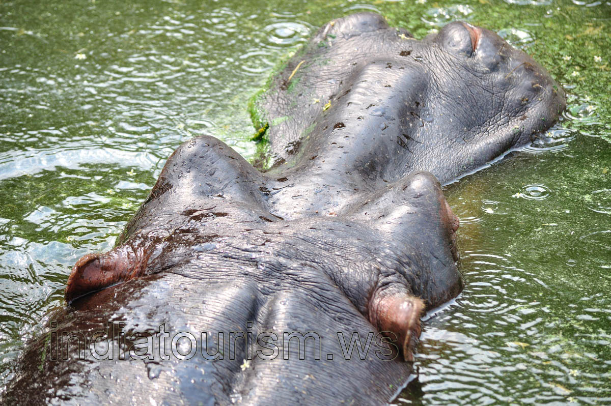 The head of the hippopotamus, close-up view