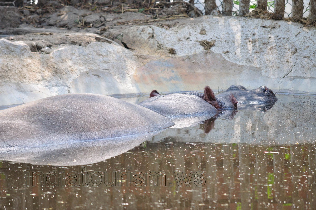 The long body of the hippopotamus