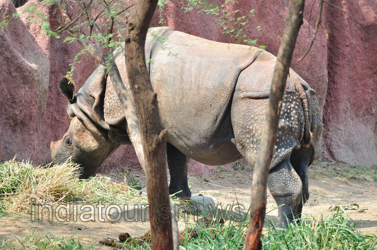 Rhino eats hay