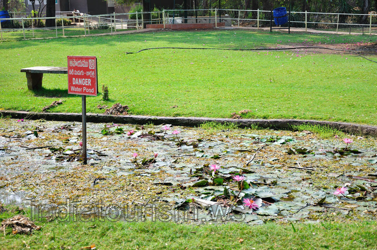Pond with water lilies in bloom