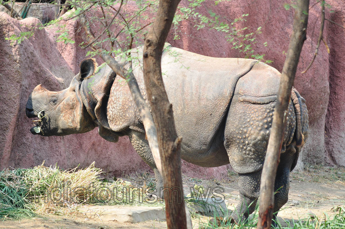 Indian Rhino