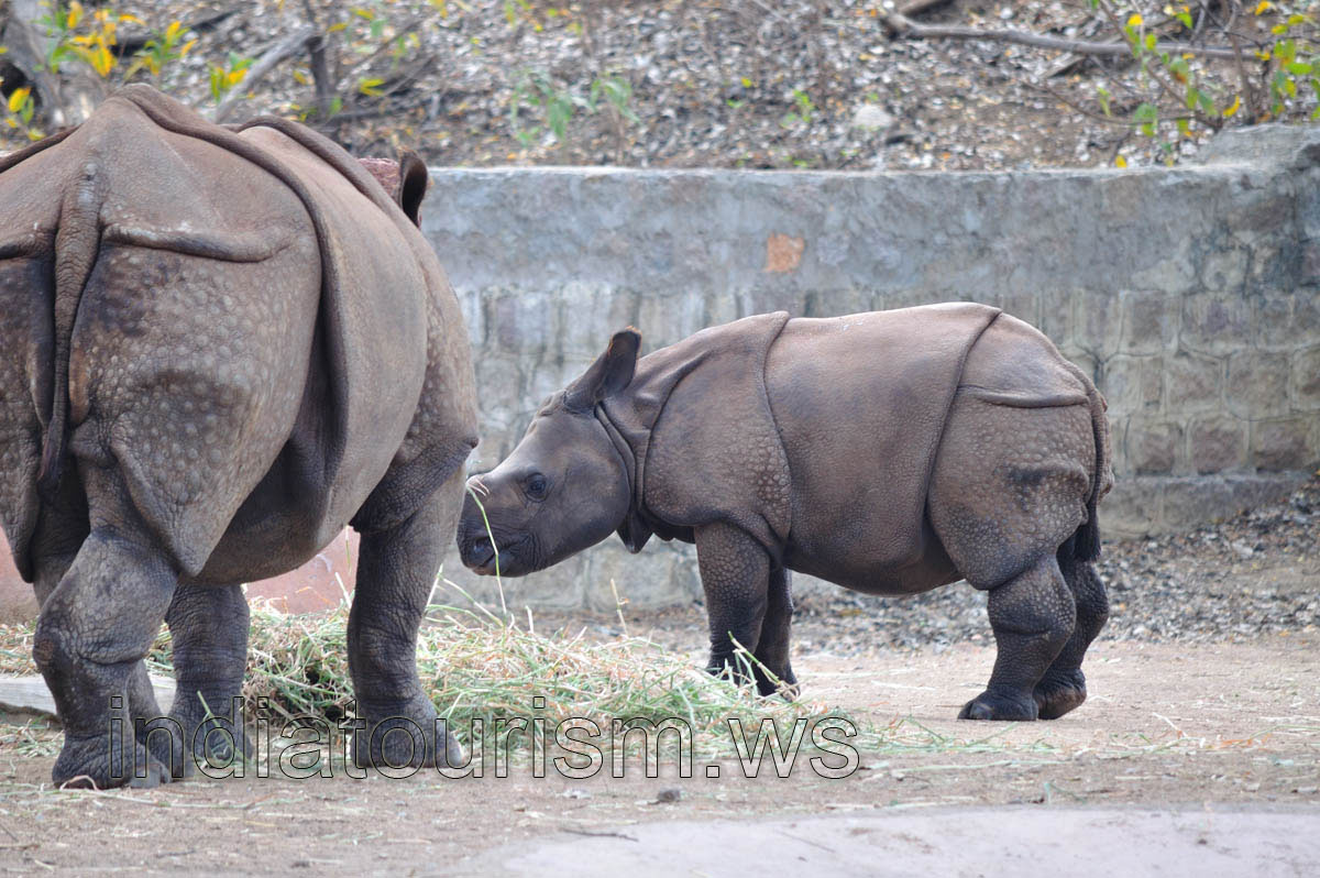 Indian Rhino baby