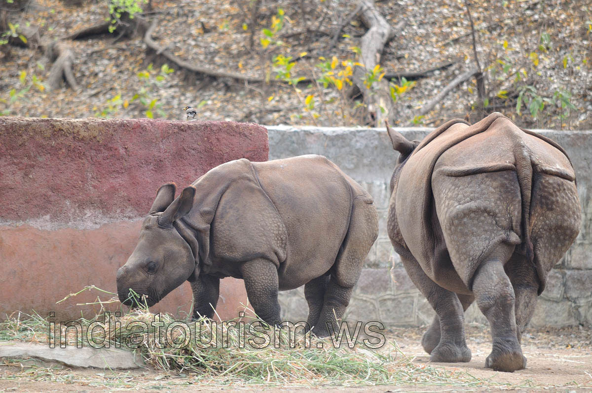 Rhino's baby eats the hay