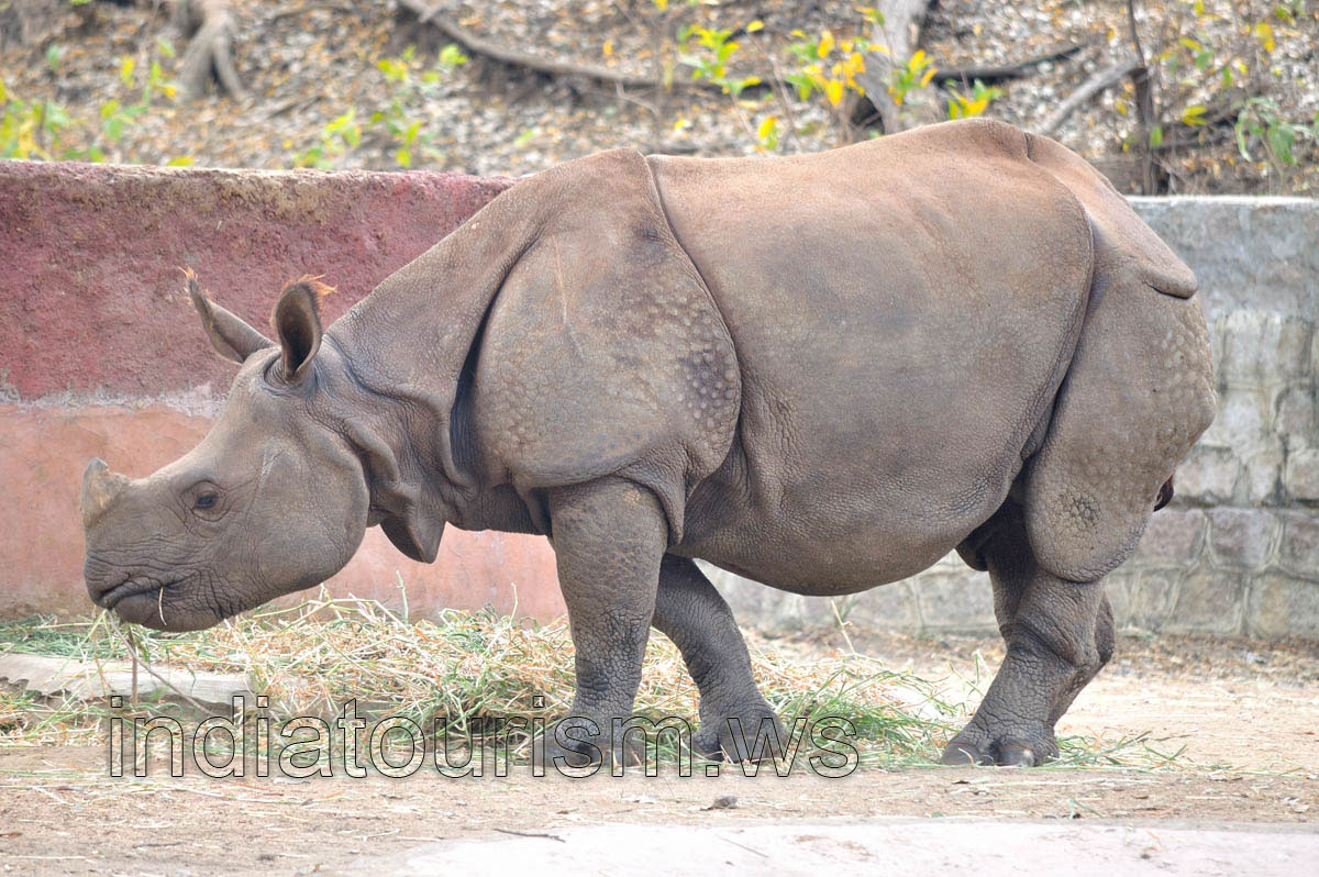 Rhinoceros