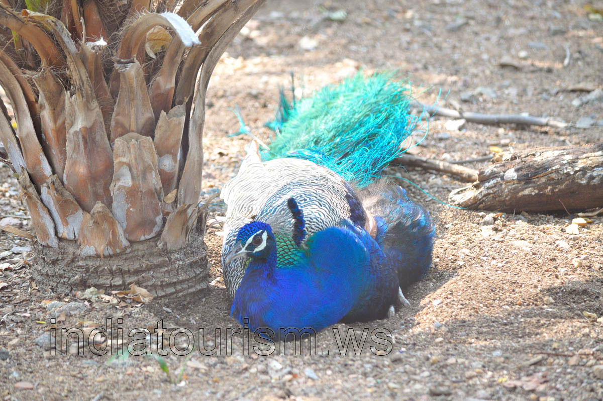 Blue peacock