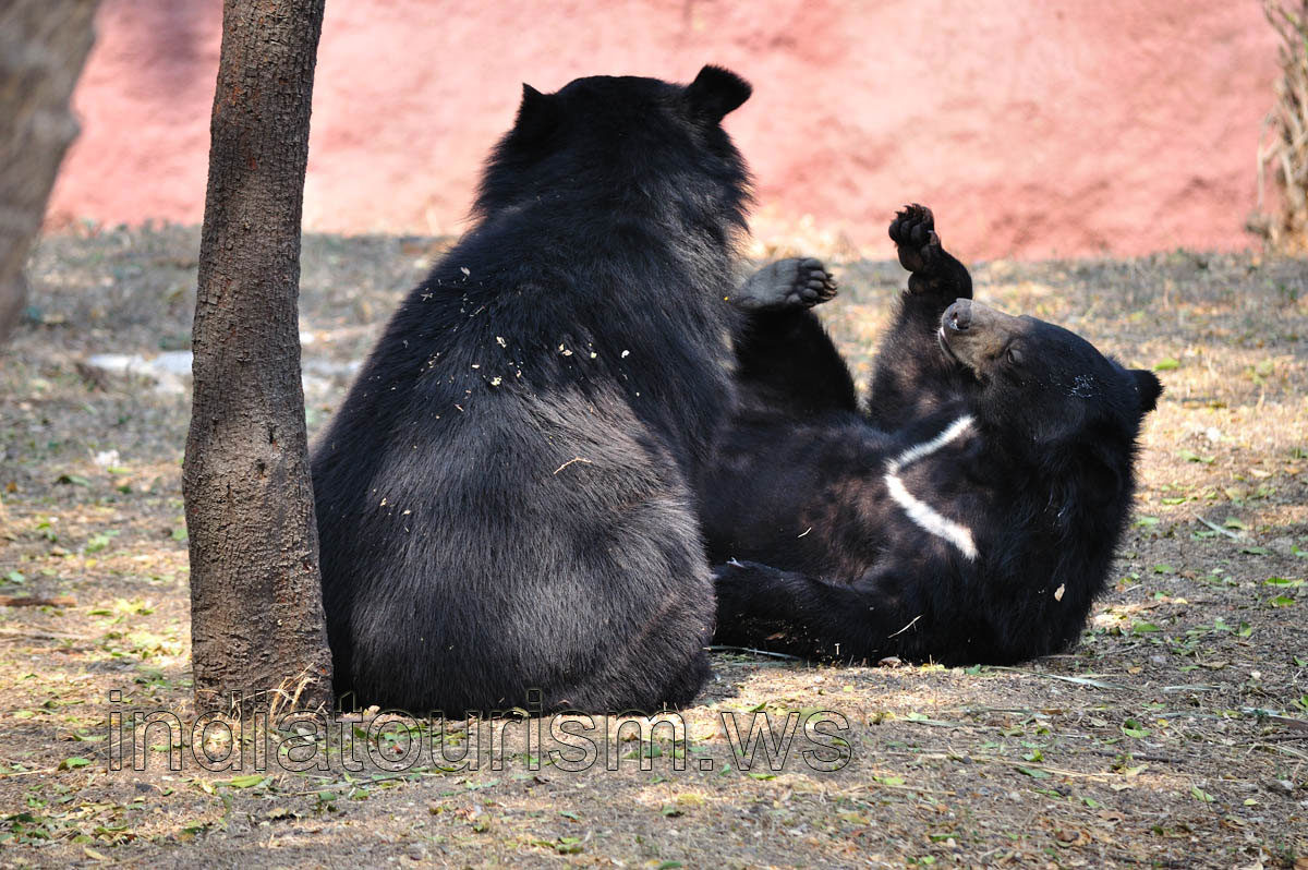 Himalayan Black Bear: the friendship