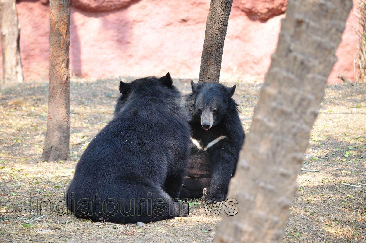 Himalayan black bears look at each other