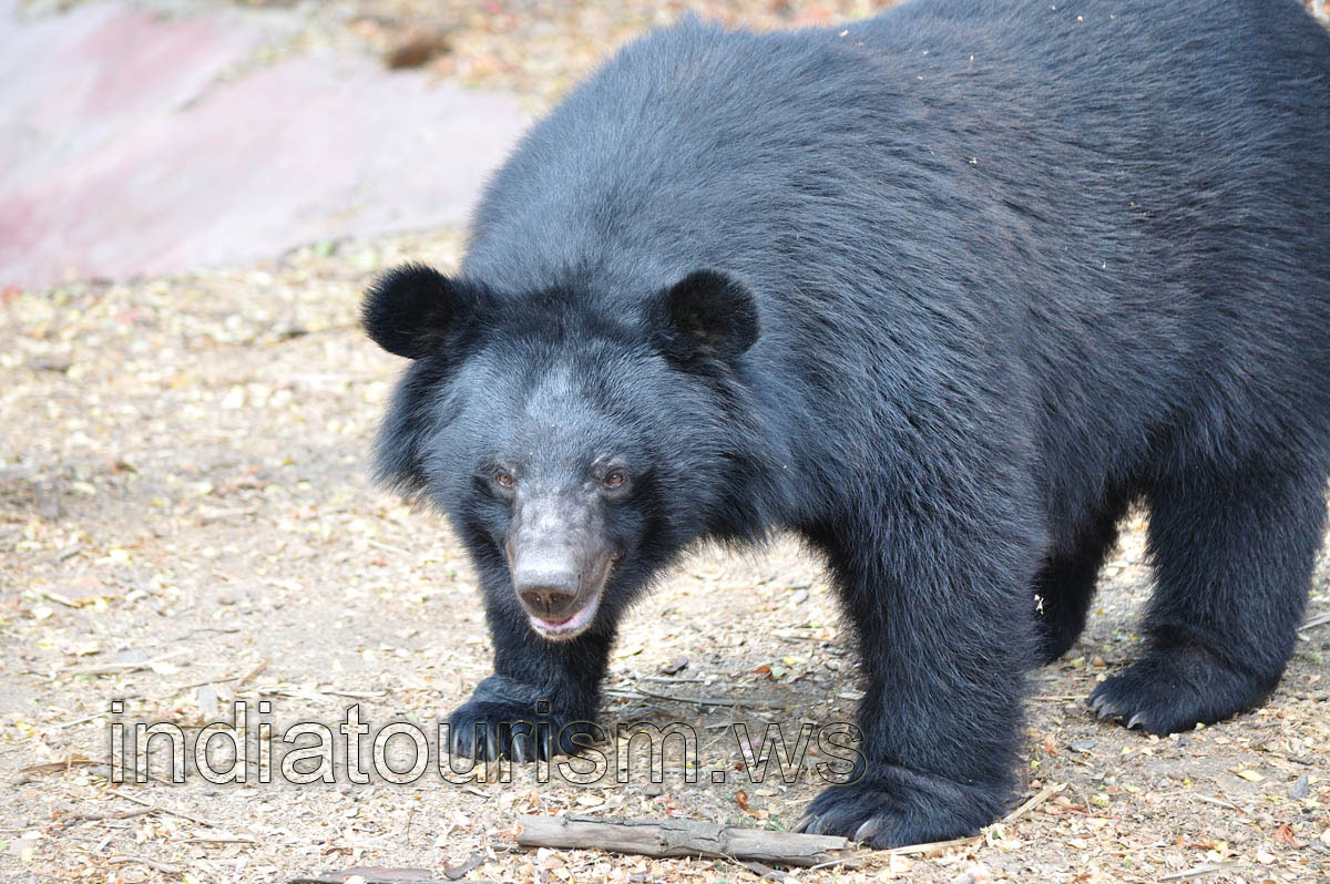 Huge Himalayan black bear