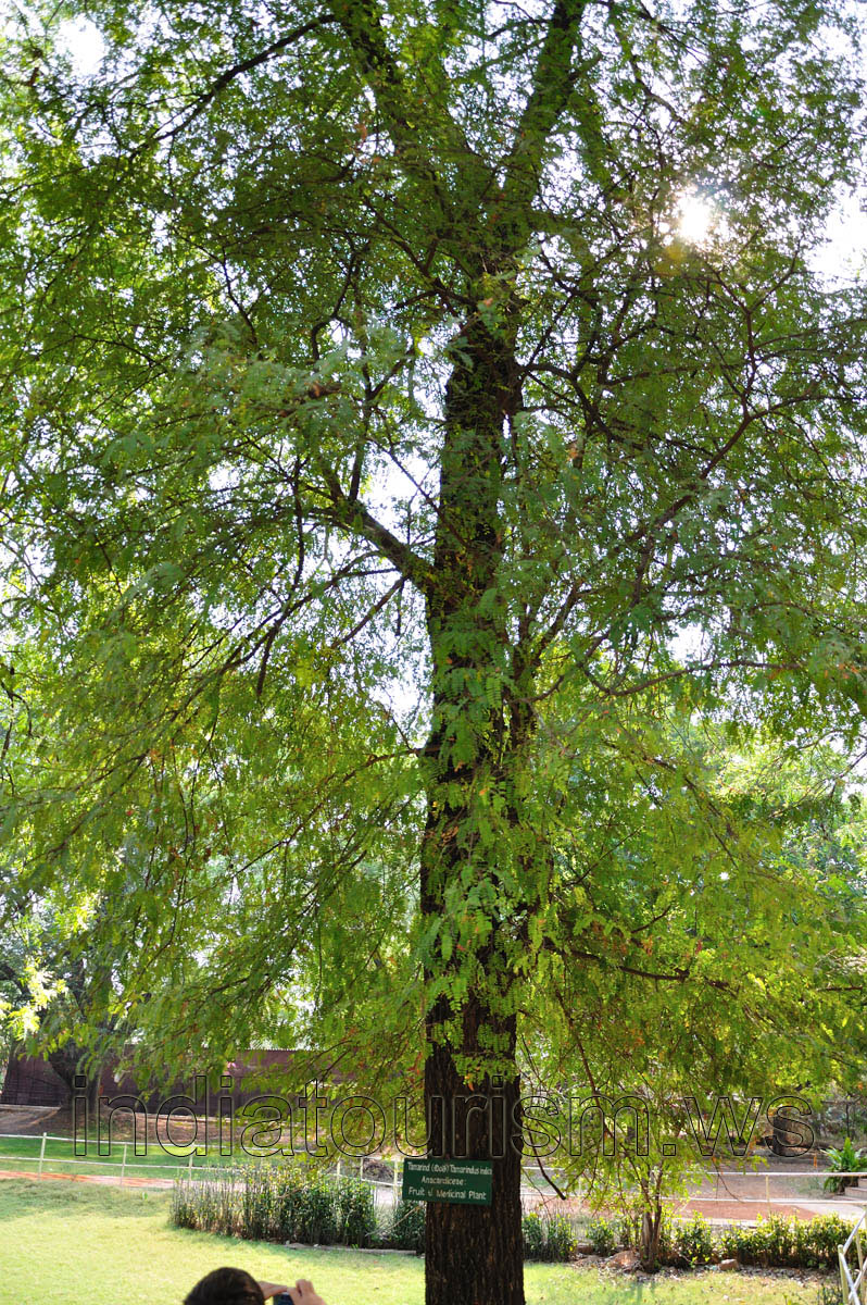 Tamarindus indica