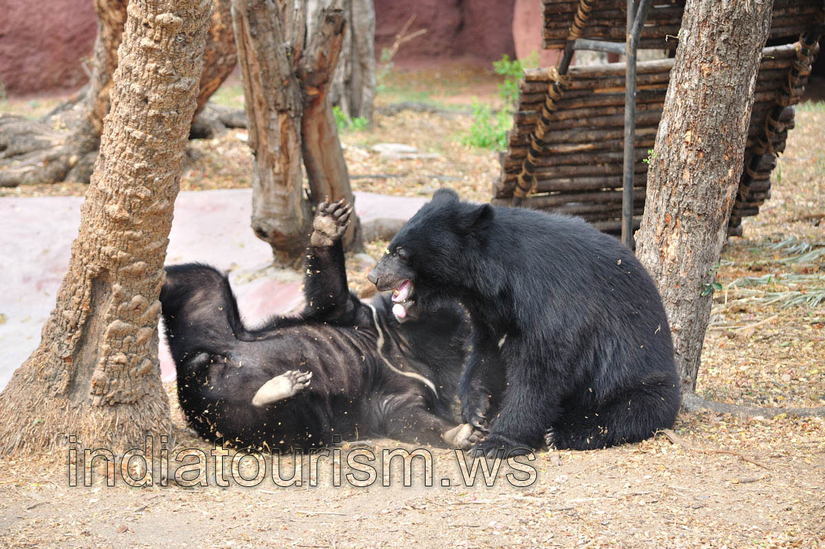 Bear in a funny position