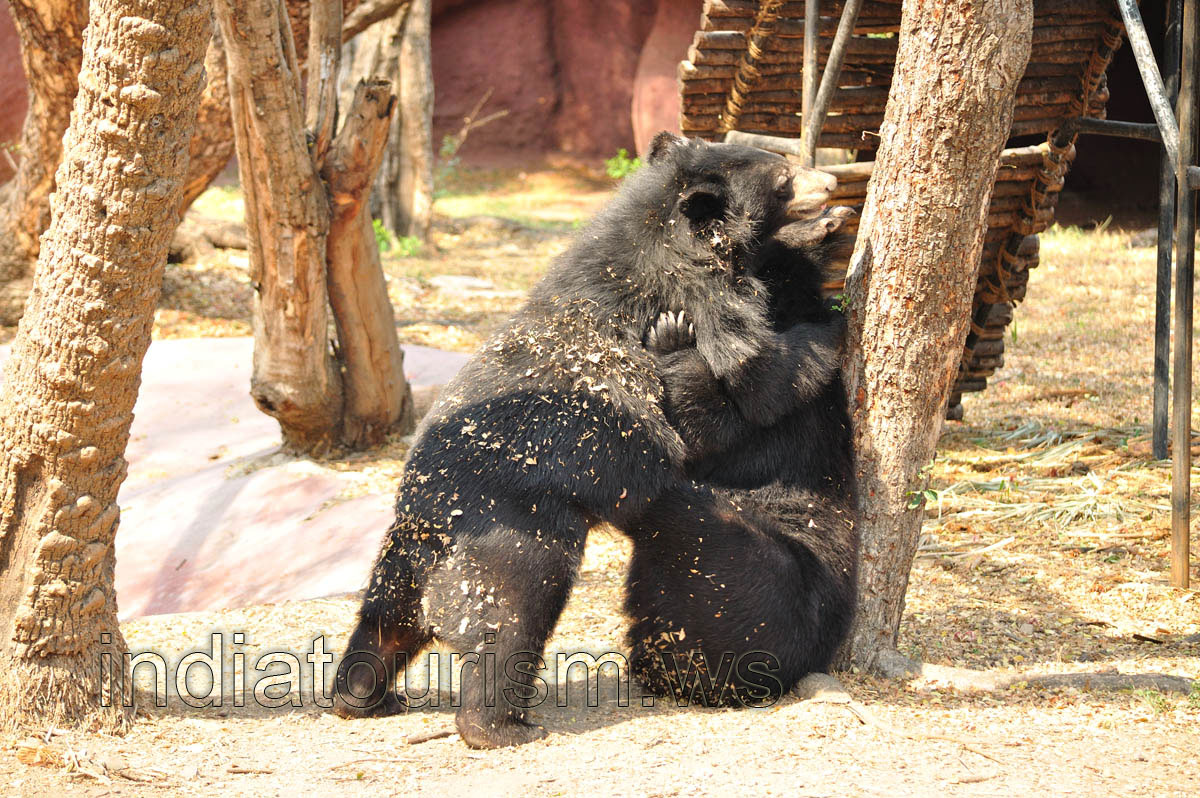 Bears in a deep hug
