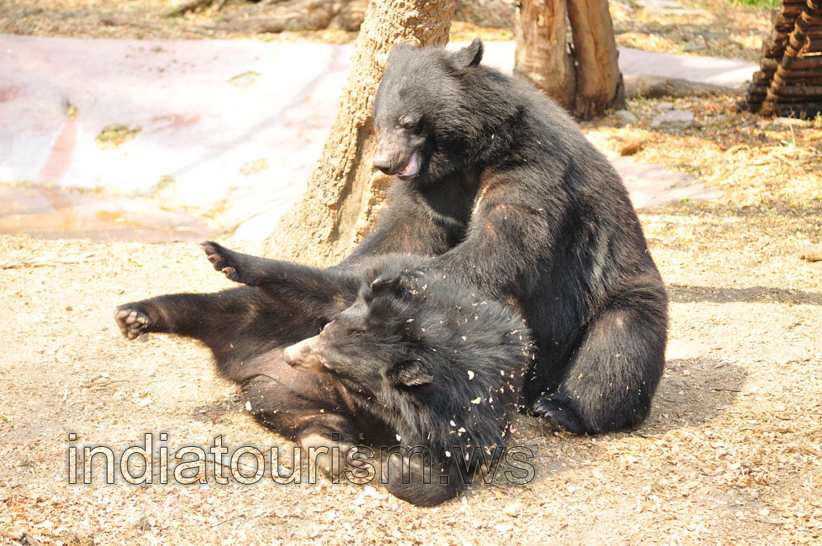 A comic facial expression of the bear