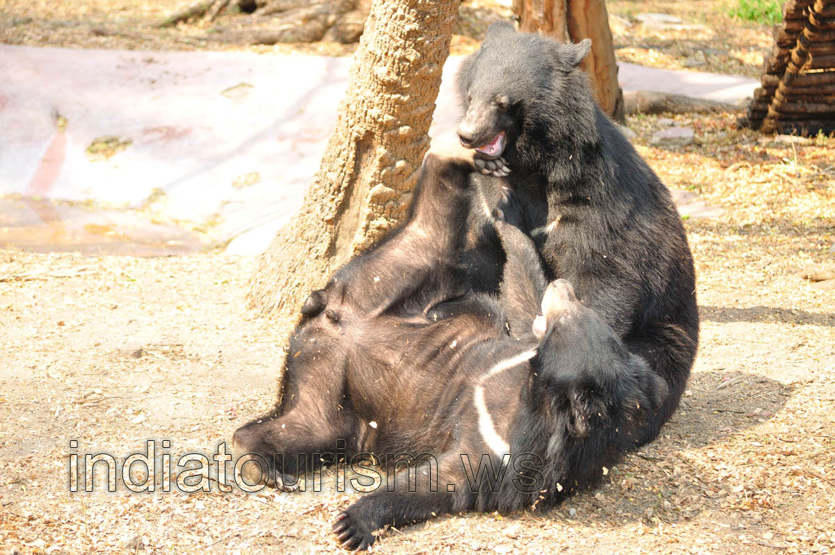 Bears use Kung fu sometimes