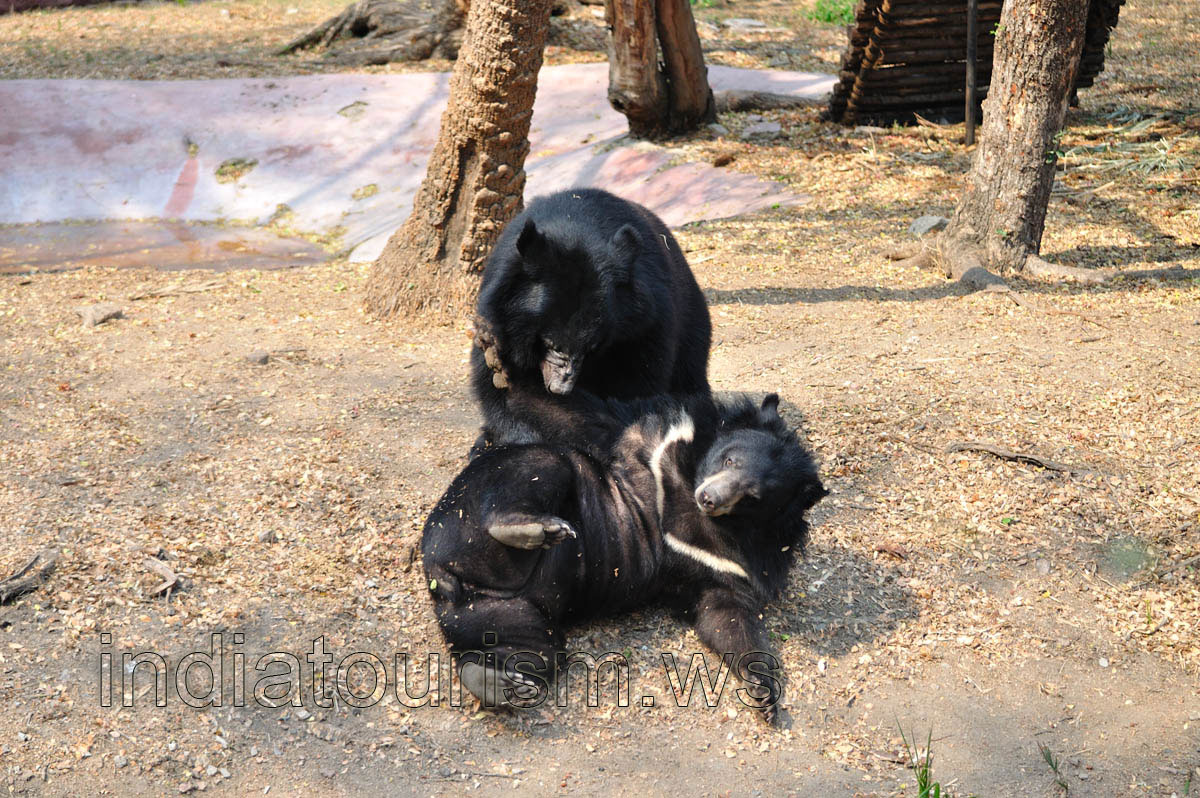 Himalayan black bears